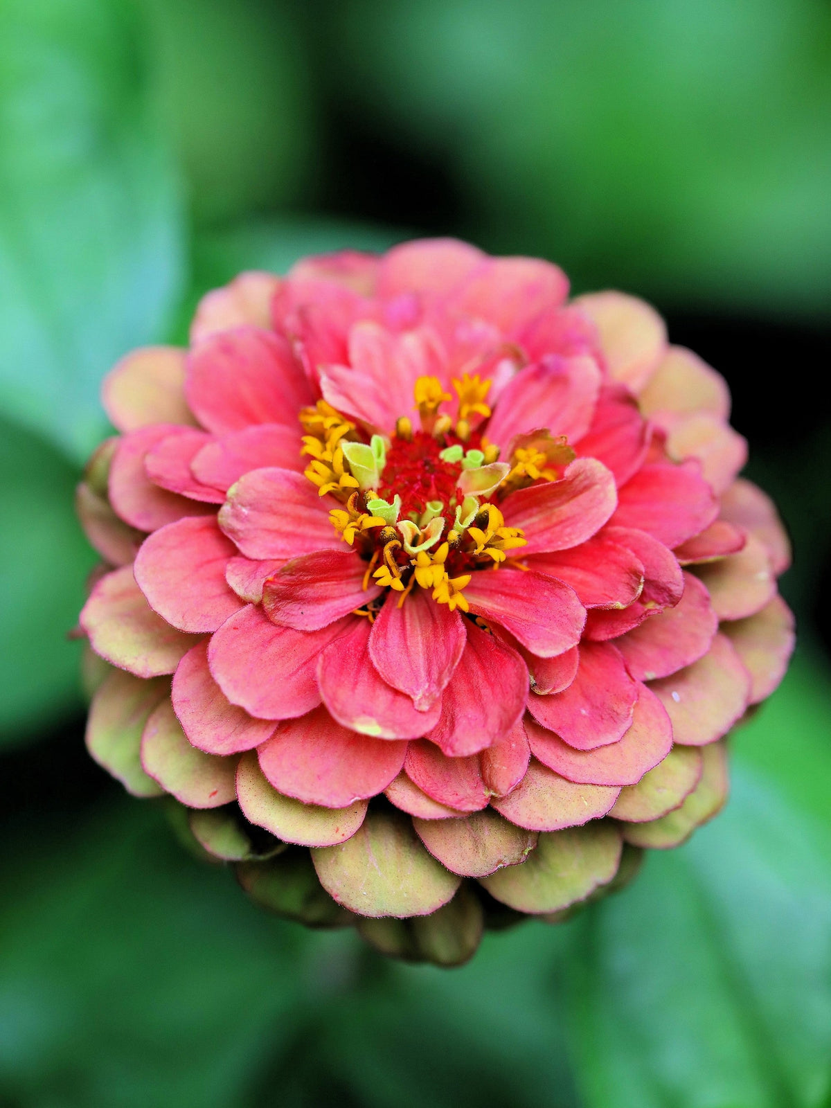 25 Red Lime Queeny Zinnia (Zinnia Elegans) Seeds