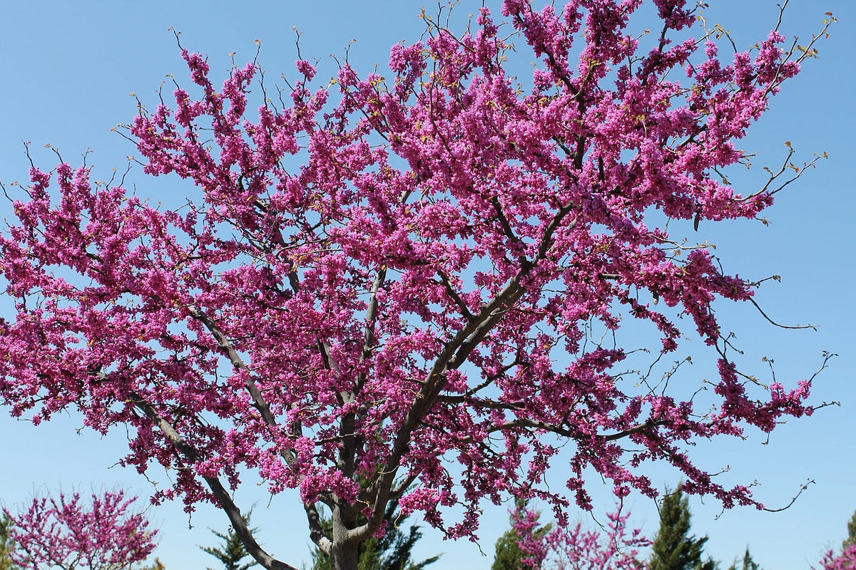 Eastern Redbud (Cercis canadensis) seedling