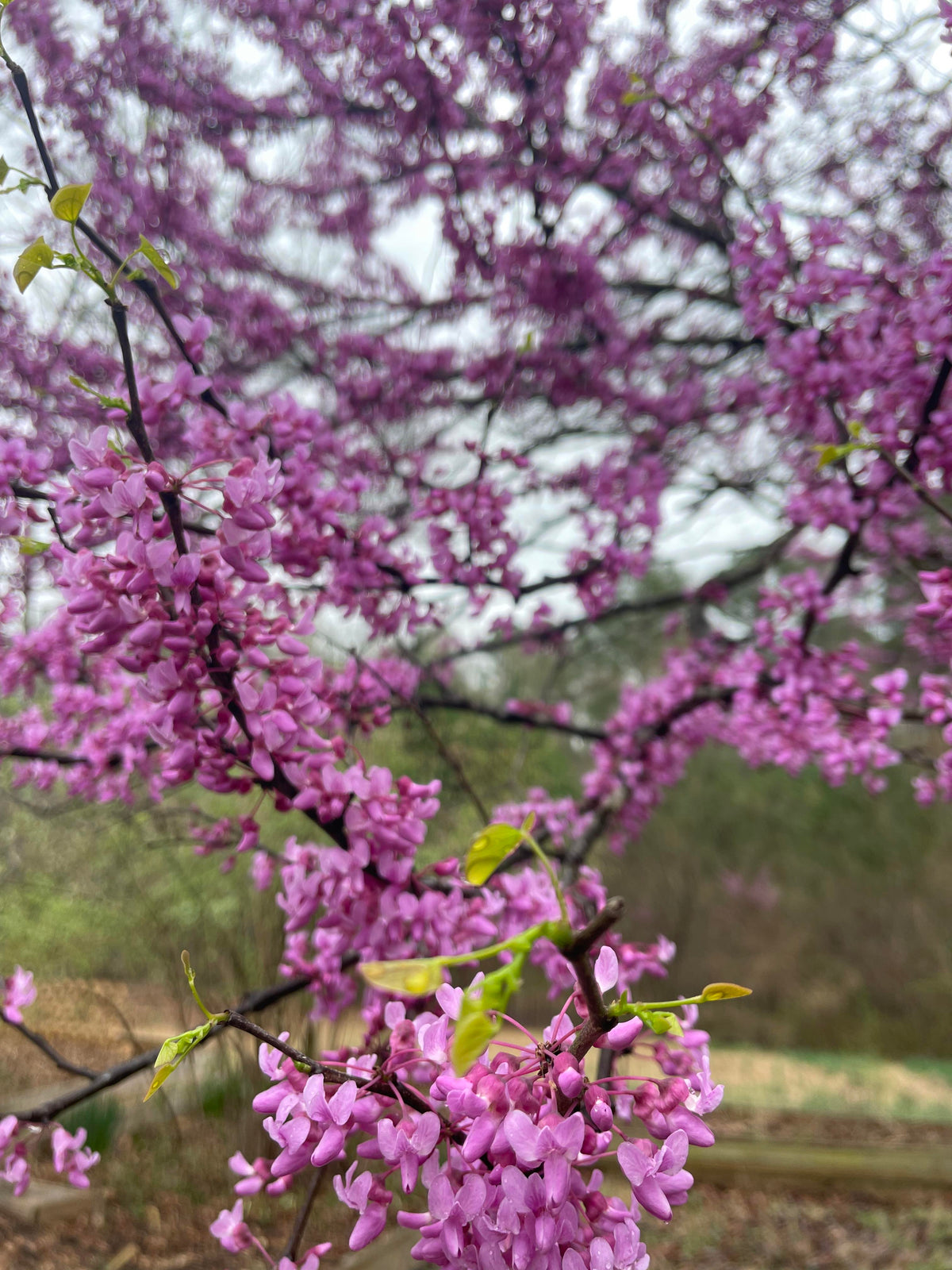 Eastern Redbud (Cercis canadensis) seedling