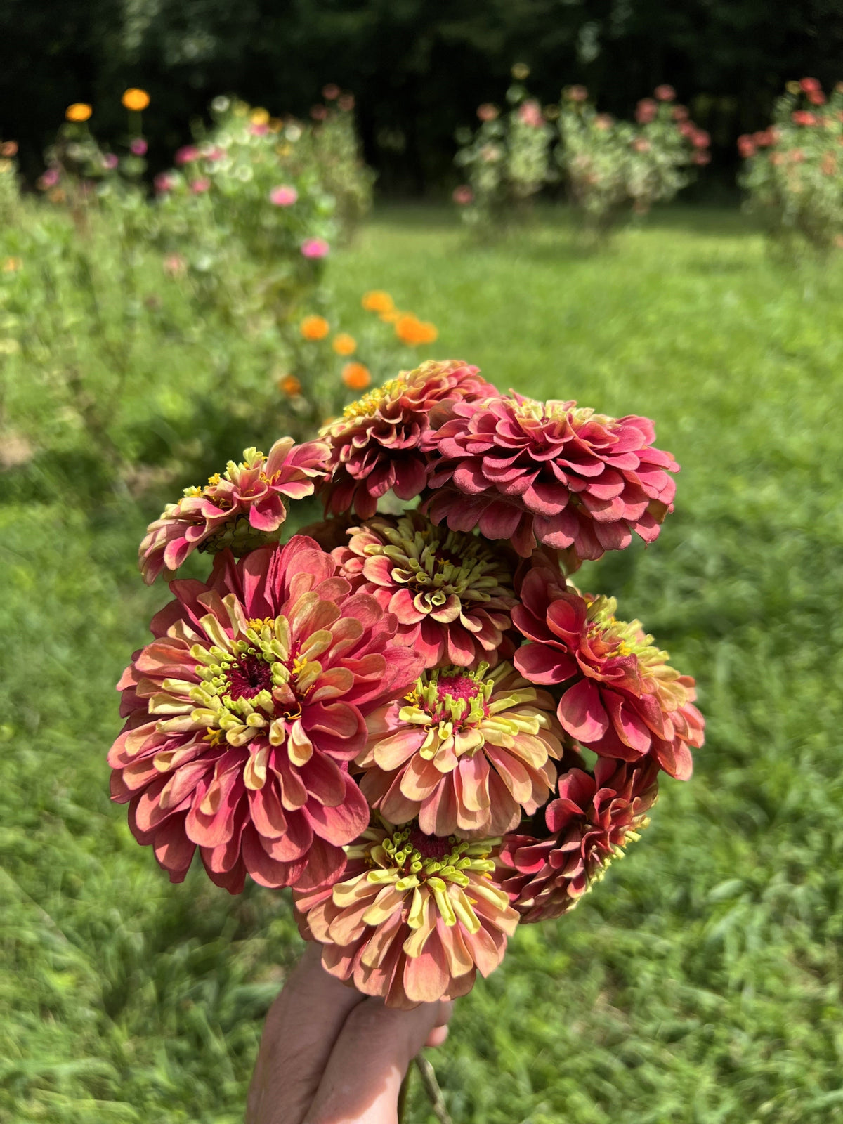 25 Red Lime Queeny Zinnia (Zinnia Elegans) Seeds