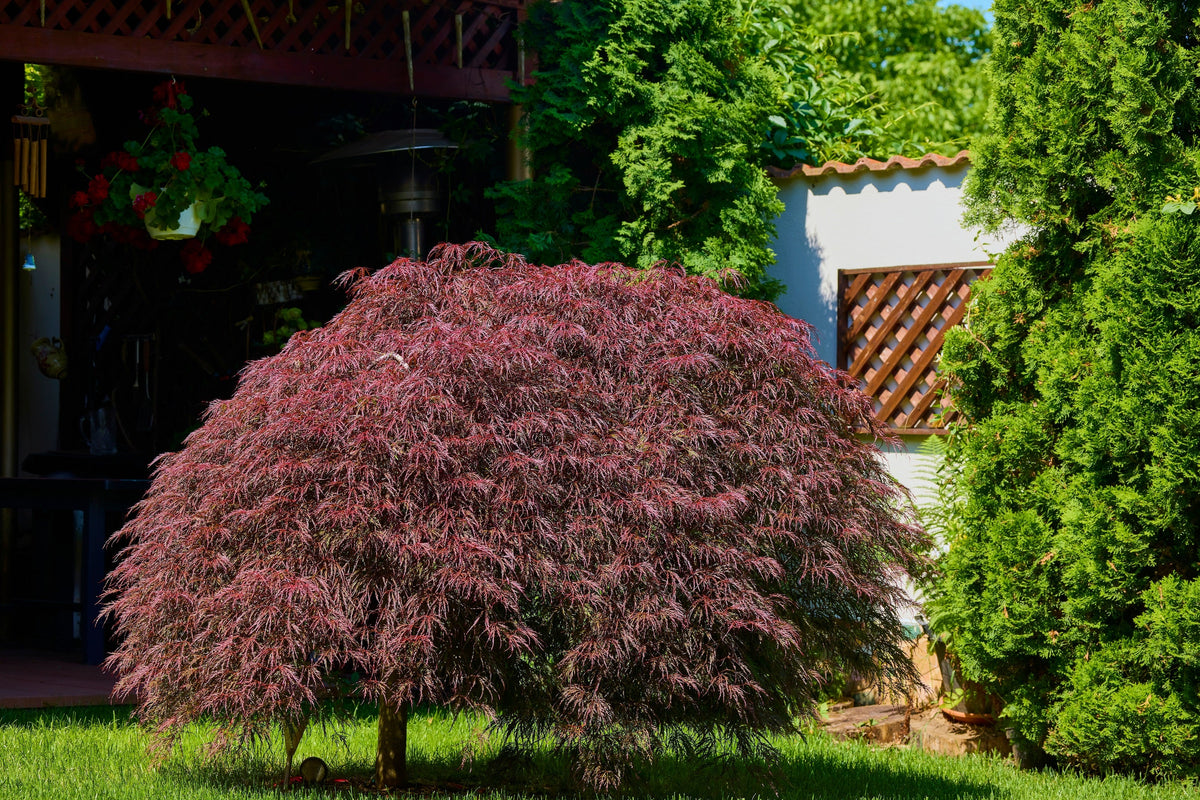 10 Japanese Maple (Acer Palmatum Dissectum) Seeds