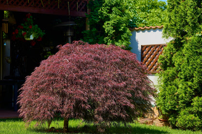 10 Japanese Maple (Acer Palmatum Dissectum) Seeds