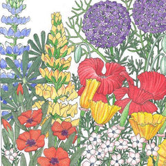 Regional Northwest Wildflower Mix (lb)