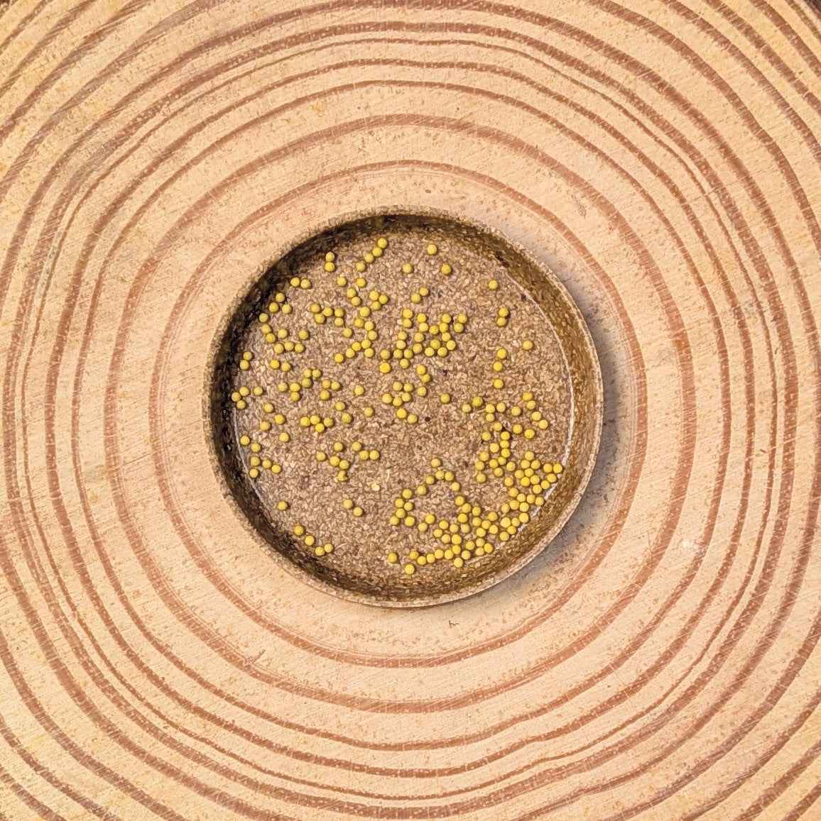 Gryphon Begonia Seeds