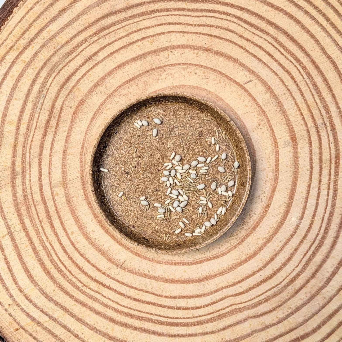 Dusty Miller Mix Seeds