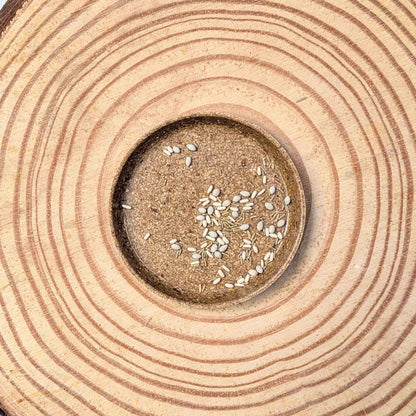 Dusty Miller Mix Seeds