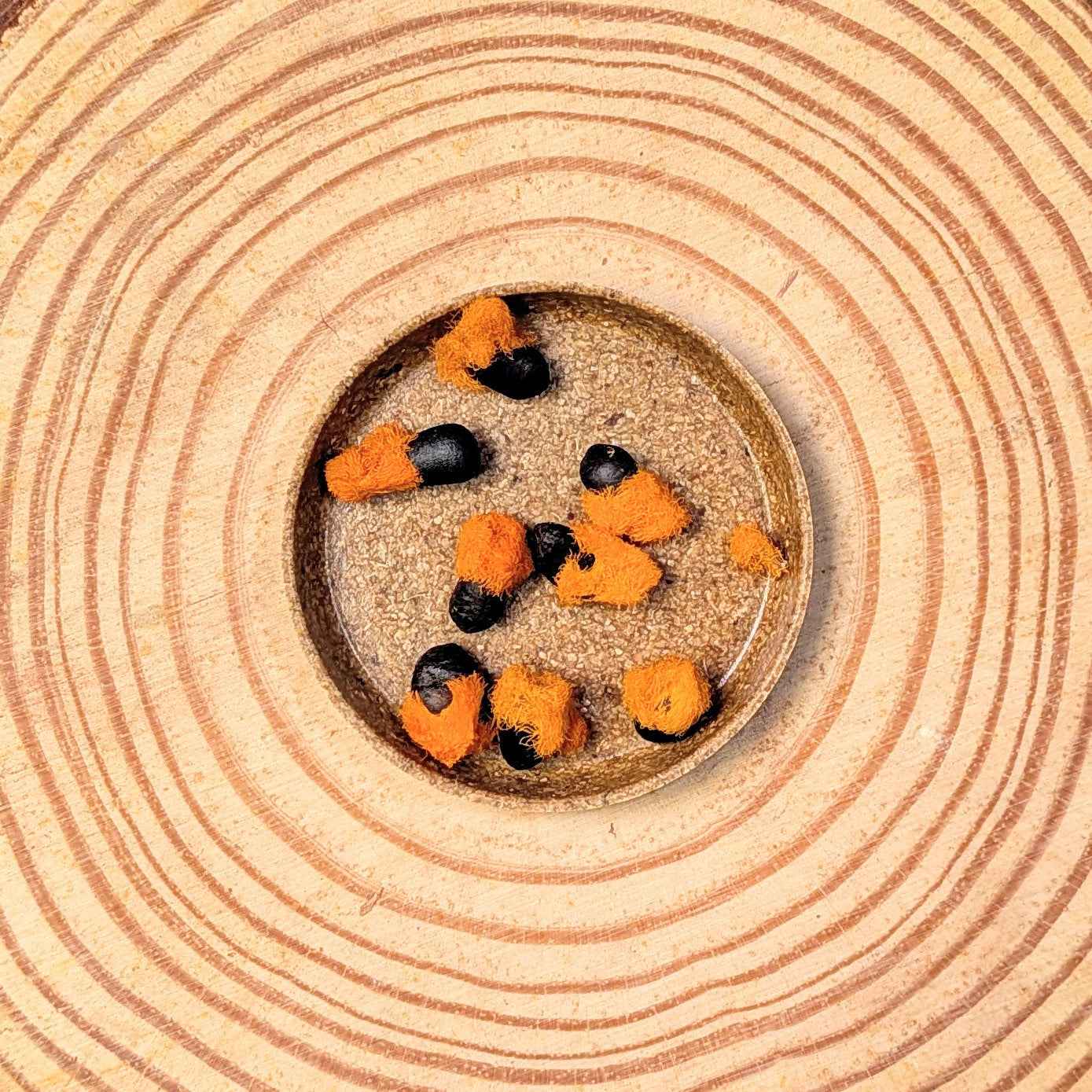 Strelitzia 'Bird of Paradise' Seeds