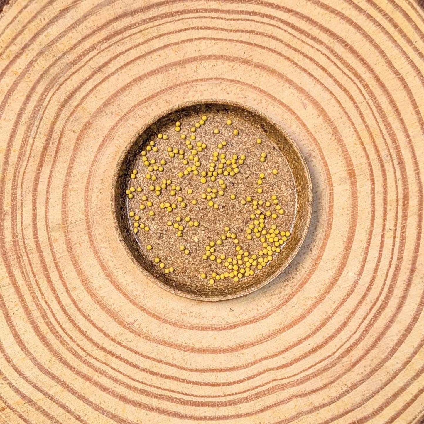 Wizard Coleus Mix Seeds