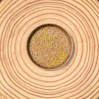 Wizard Coleus Mix Seeds