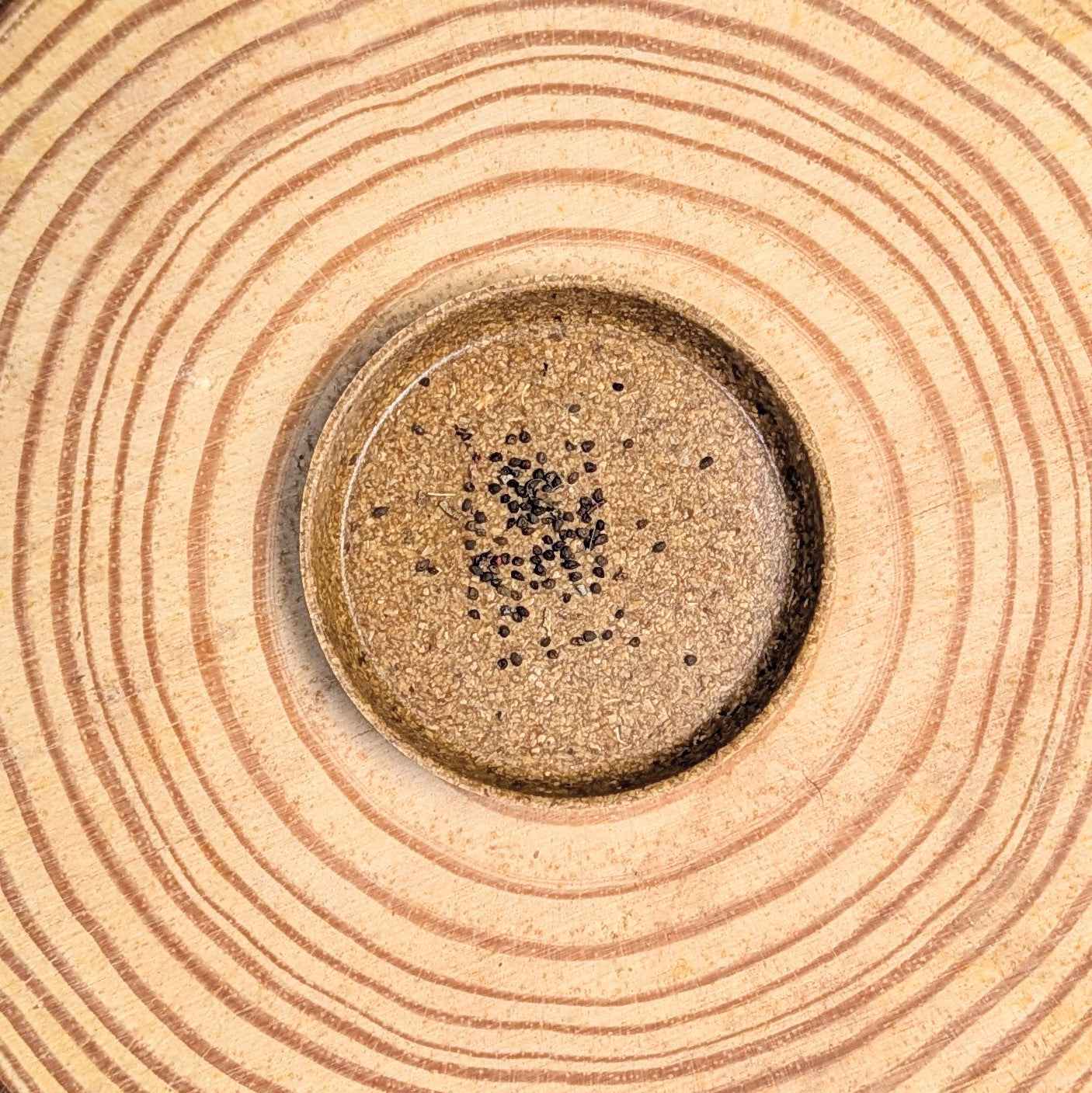 Eucalyptus Polyanthemos 'Red Box' Seeds