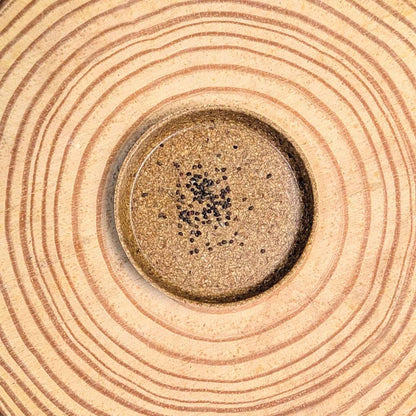 Eucalyptus Polyanthemos 'Red Box' Seeds