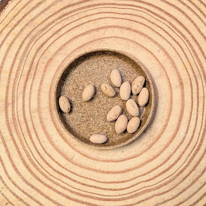 Olea Europaea 'Olive Tree' Seeds