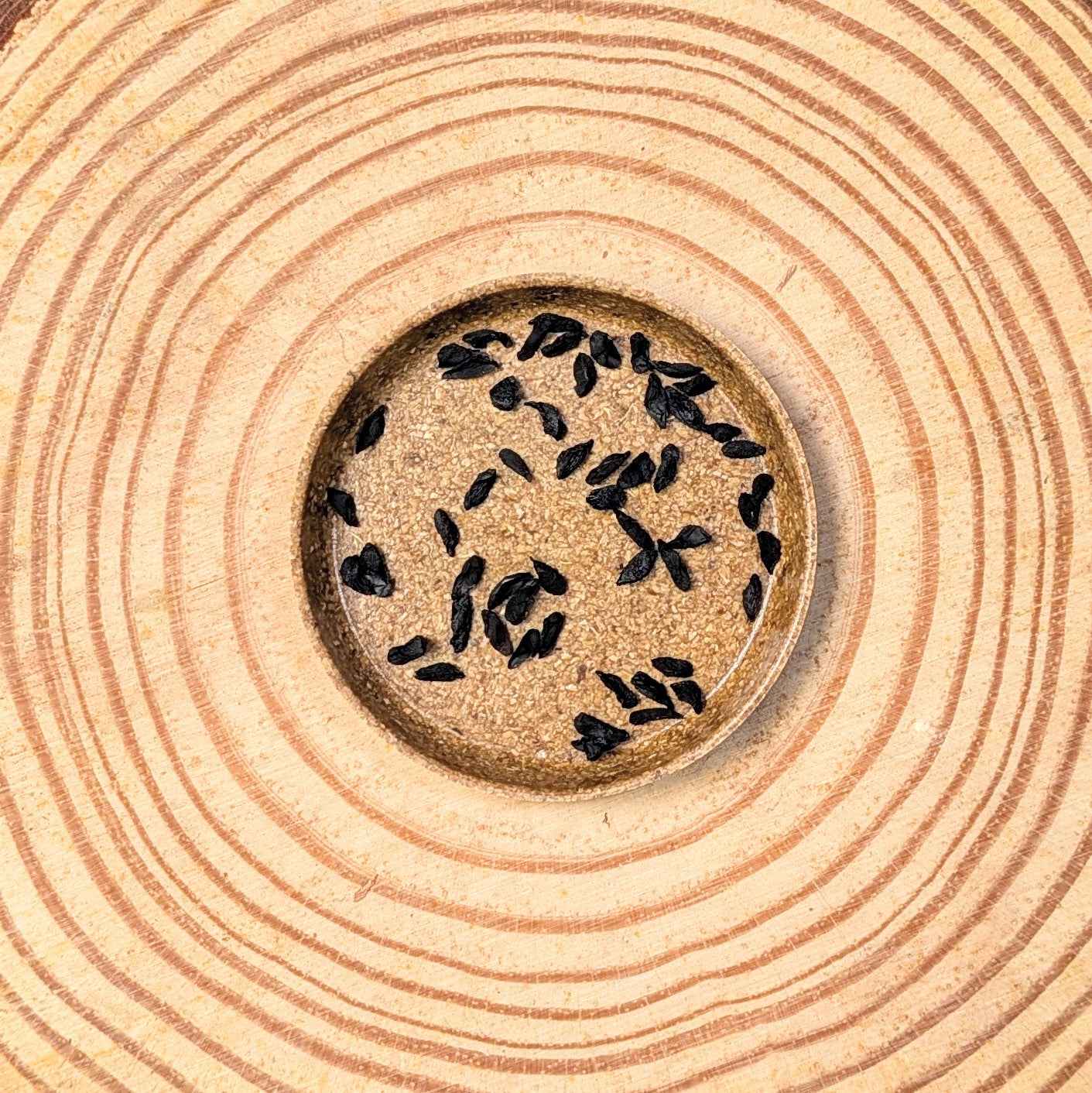 Tulbaghia Violacea "Society Garlic" Seeds