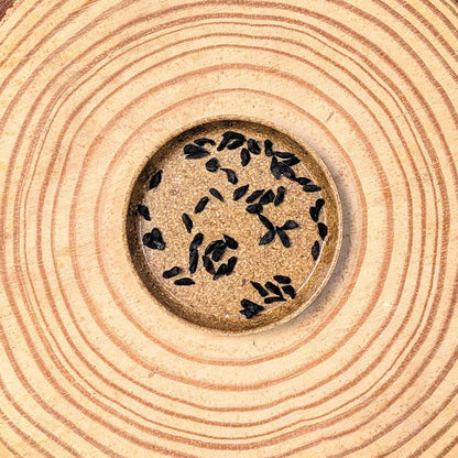 Tulbaghia Violacea "Society Garlic" Seeds