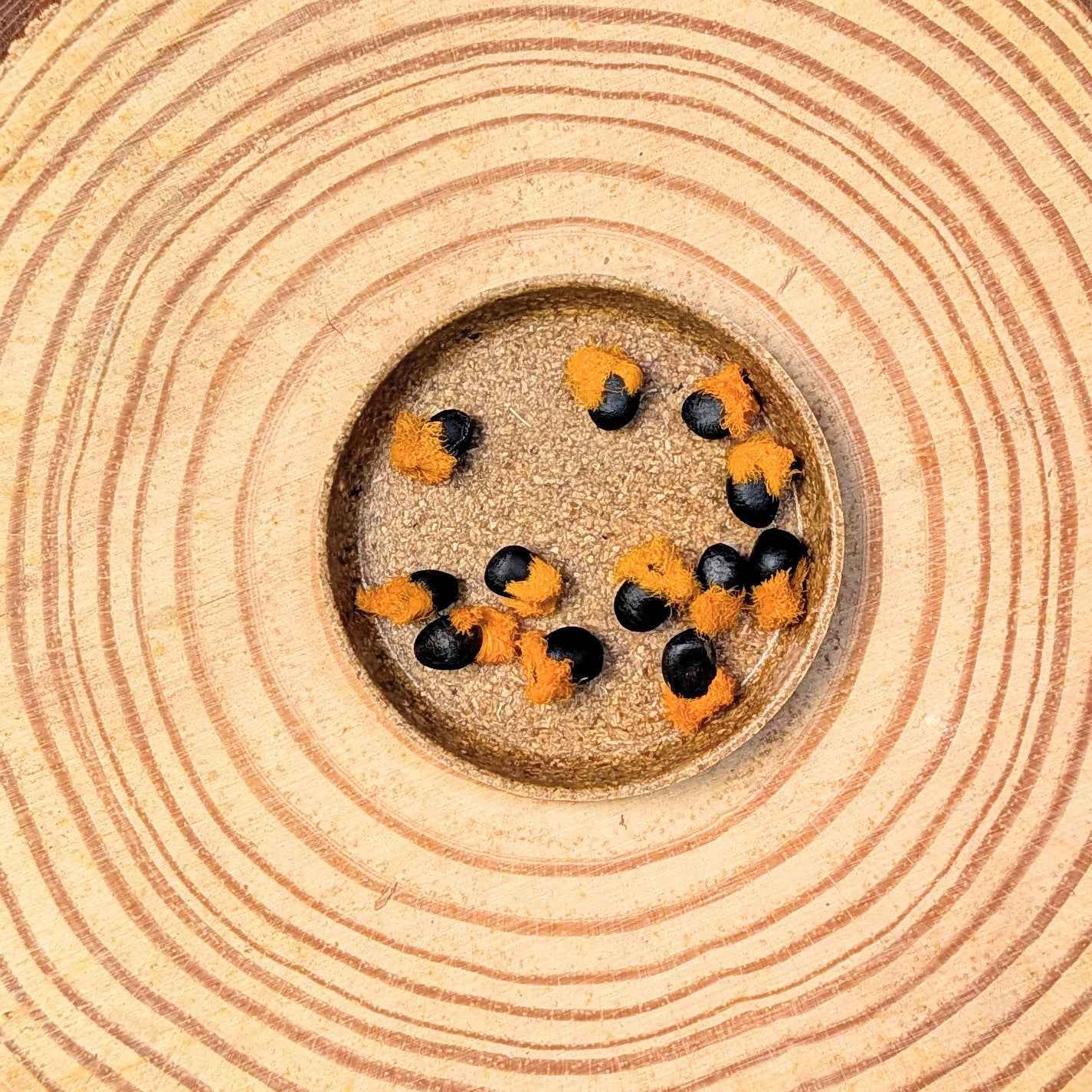 Strelitzia 'Bird of Paradise' Seeds