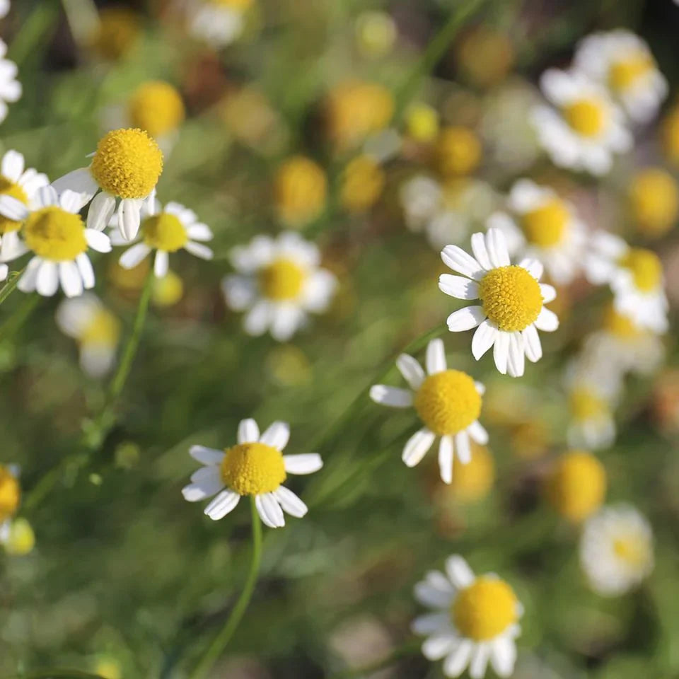 Roman Chamomile (Chamaemelum nobile) seedling