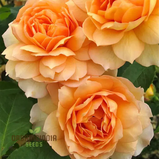 Gulab Rose (Lotus Orange) Flower Seeds