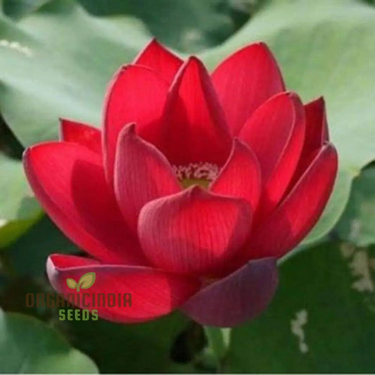 Red Rose Lotus Flower Seeds