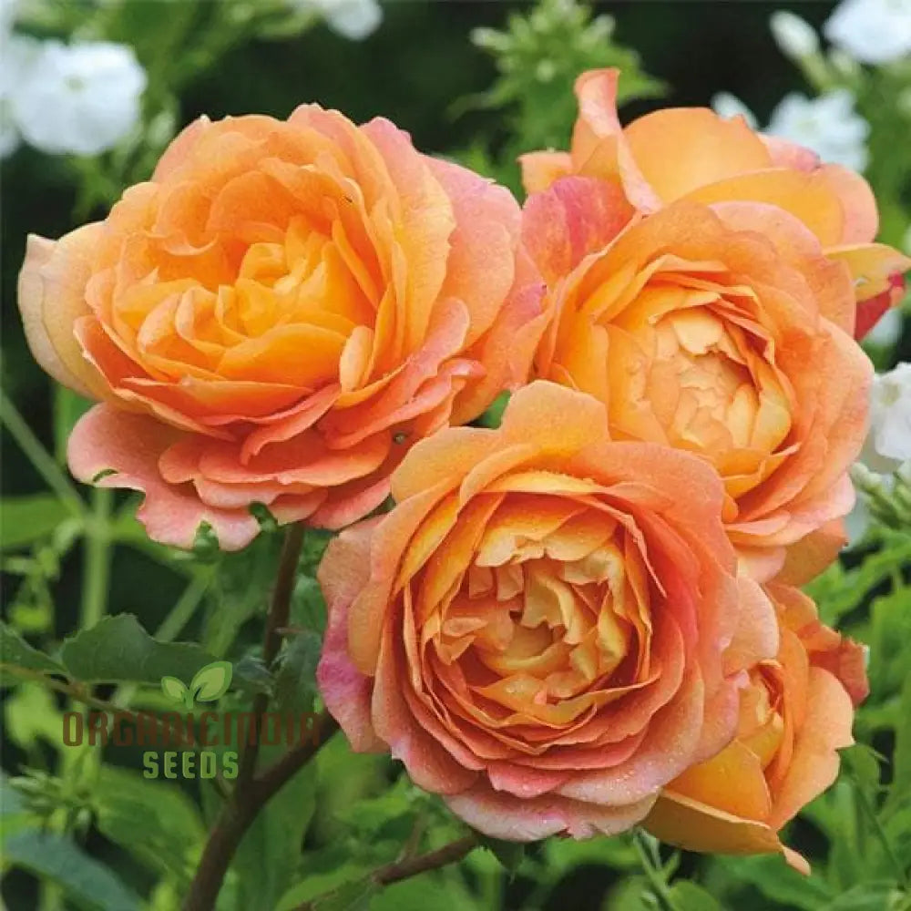 Gulab Rose (Lotus Orange) Flower Seeds