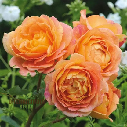 Gulab Rose (Lotus Orange) Flower Seeds