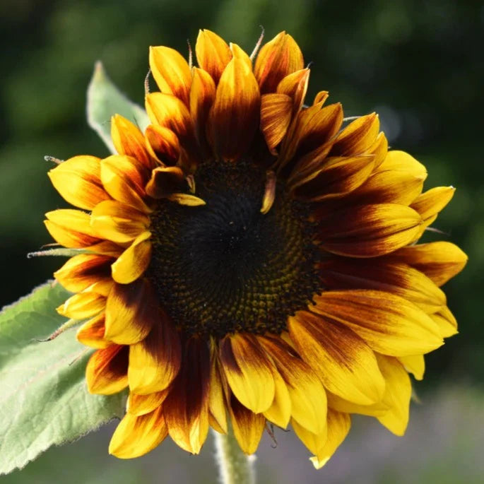 Ruby Passion Sunflower Seeds