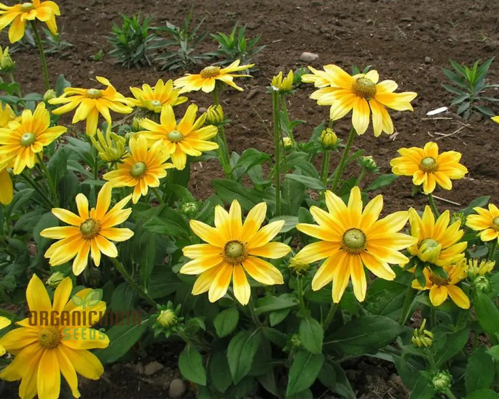 Rudbeckia Prairie Sunflower Seeds