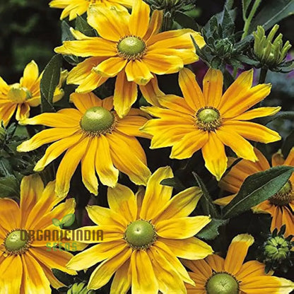 Rudbeckia Prairie Sunflower Seeds