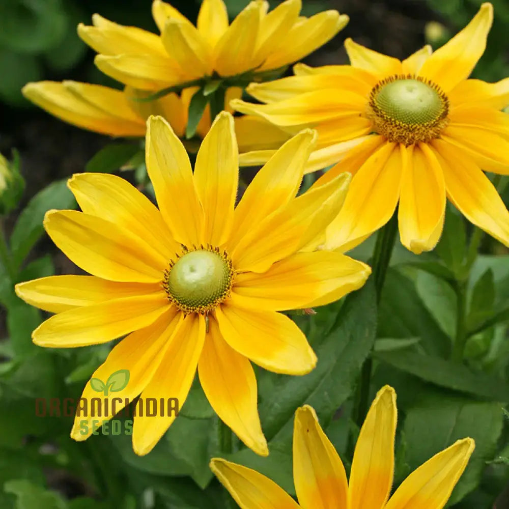 Rudbeckia Prairie Sunflower Seeds