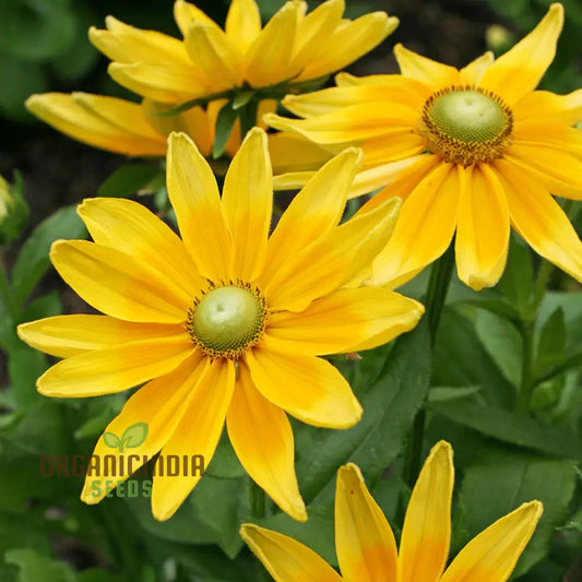 Rudbeckia Prairie Sunflower Seeds