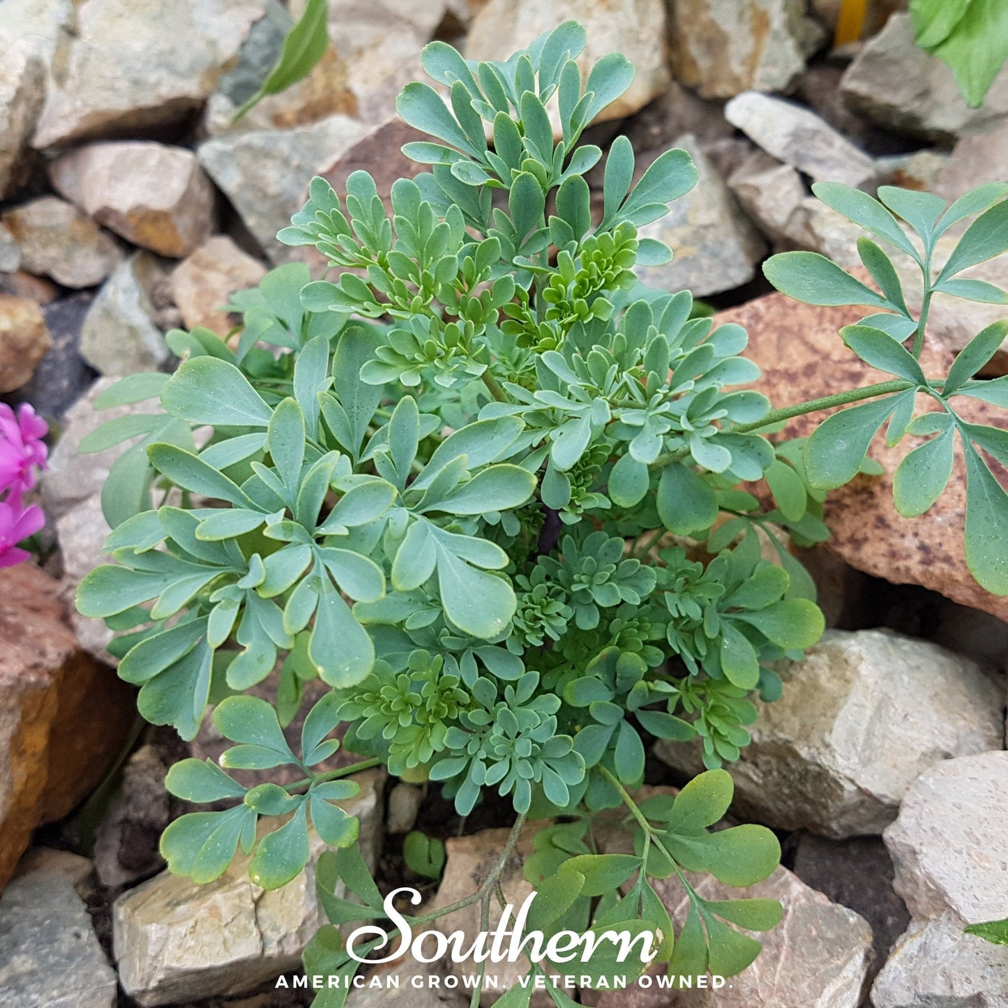 Rue – 100 Seeds