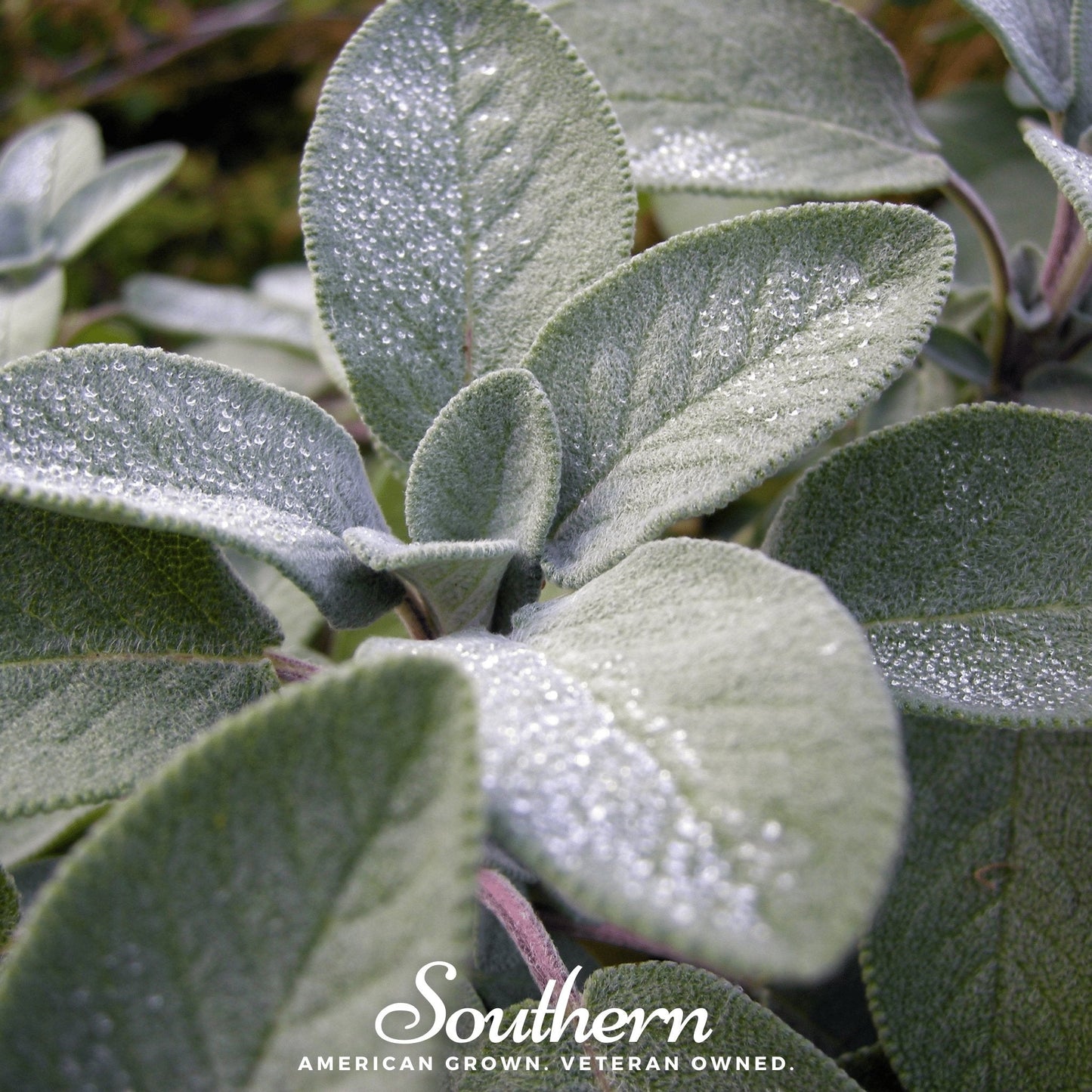Broadleaf Sage – 50 Seeds