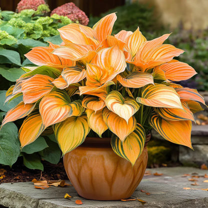 Orange Hosta Plant Seeds