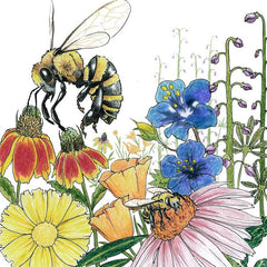 Save the Bees Wildflower Mix (1/4 lb)