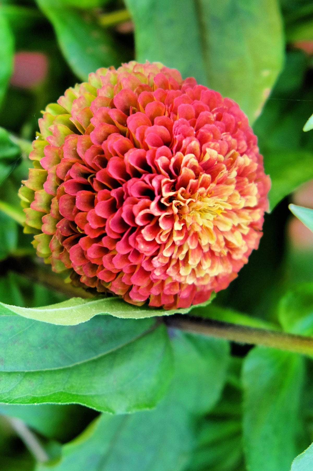 25 Red Lime Queeny Zinnia (Zinnia Elegans) Seeds