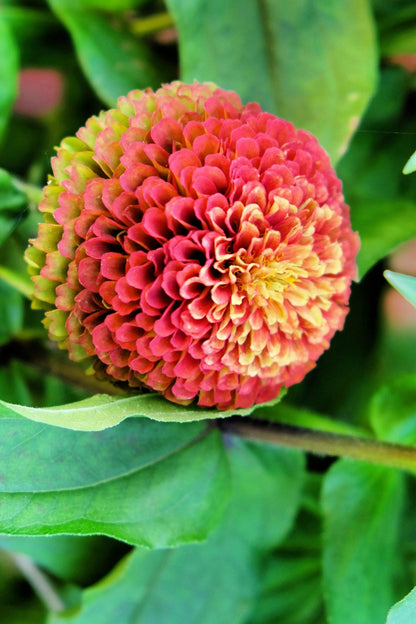 25 Red Lime Queeny Zinnia (Zinnia Elegans) Seeds