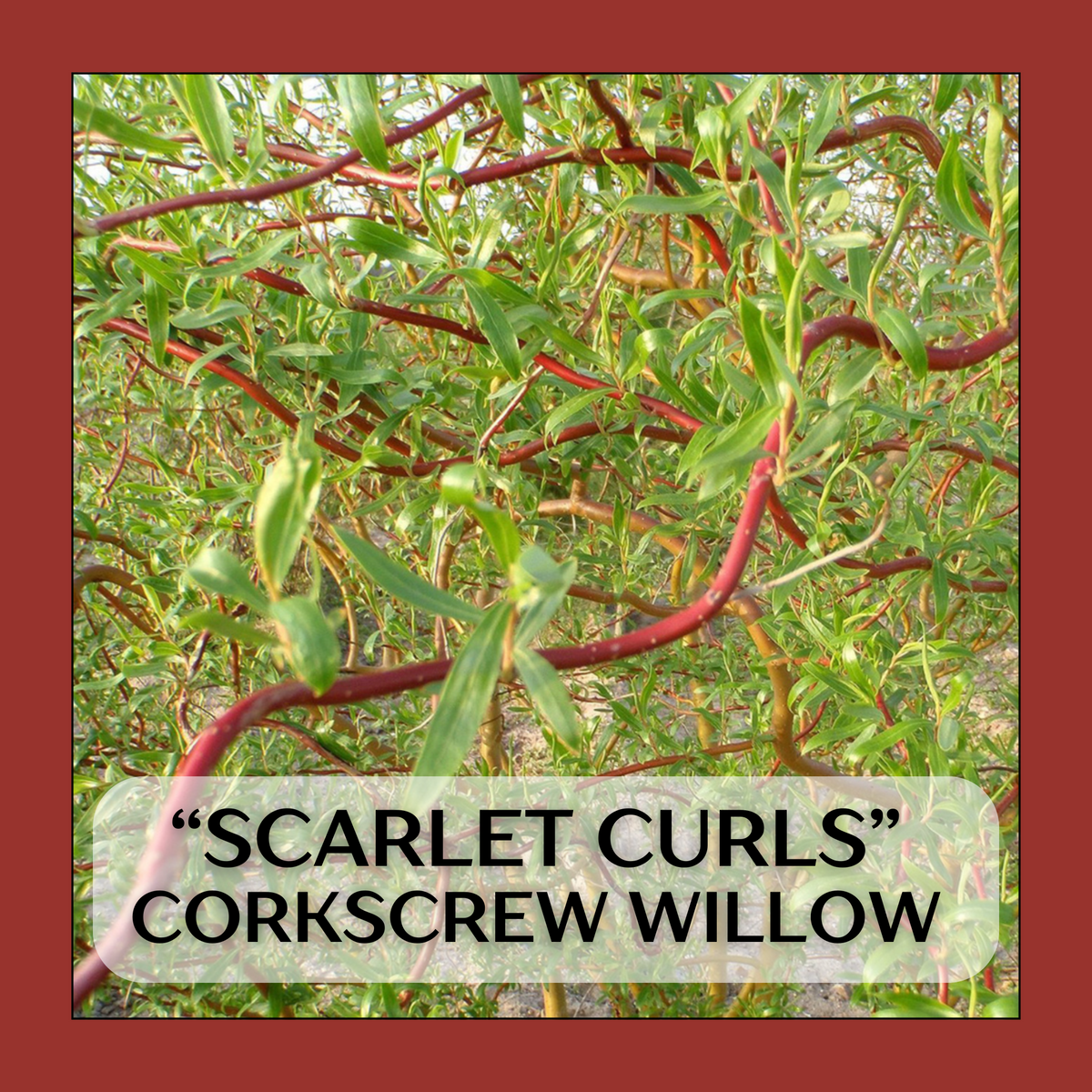 "Scarlet Curls" Corkscrew Willow seedling