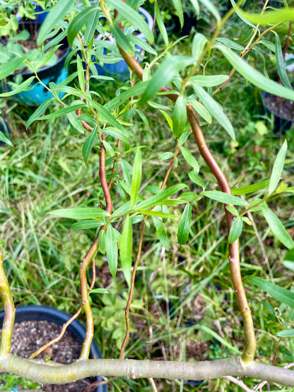 "Scarlet Curls" Corkscrew Willow seedling