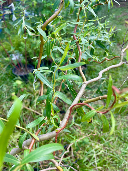"Scarlet Curls" Corkscrew Willow seedling