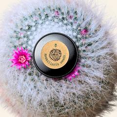Mammillaria mix 