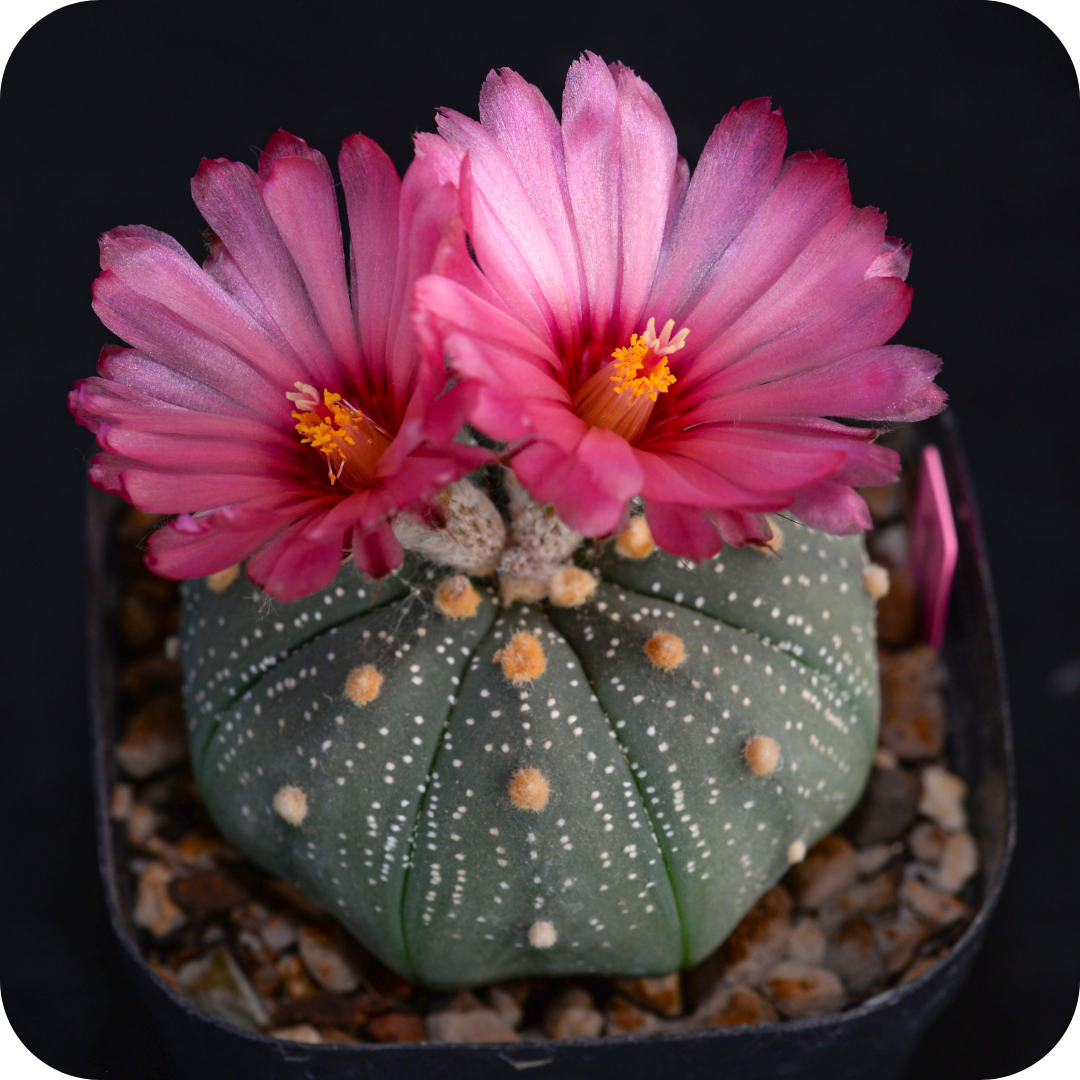 Astrophytum Mix "Star Cactus" Seeds