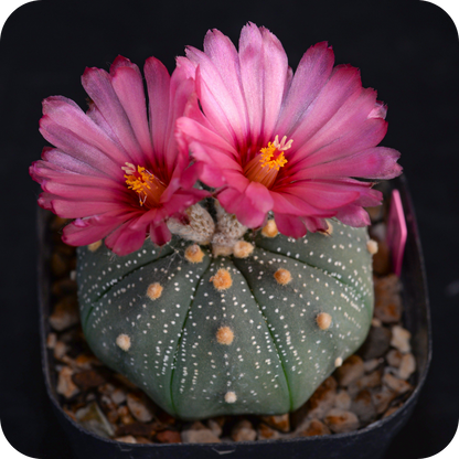 Astrophytum Mix "Star Cactus" Seeds
