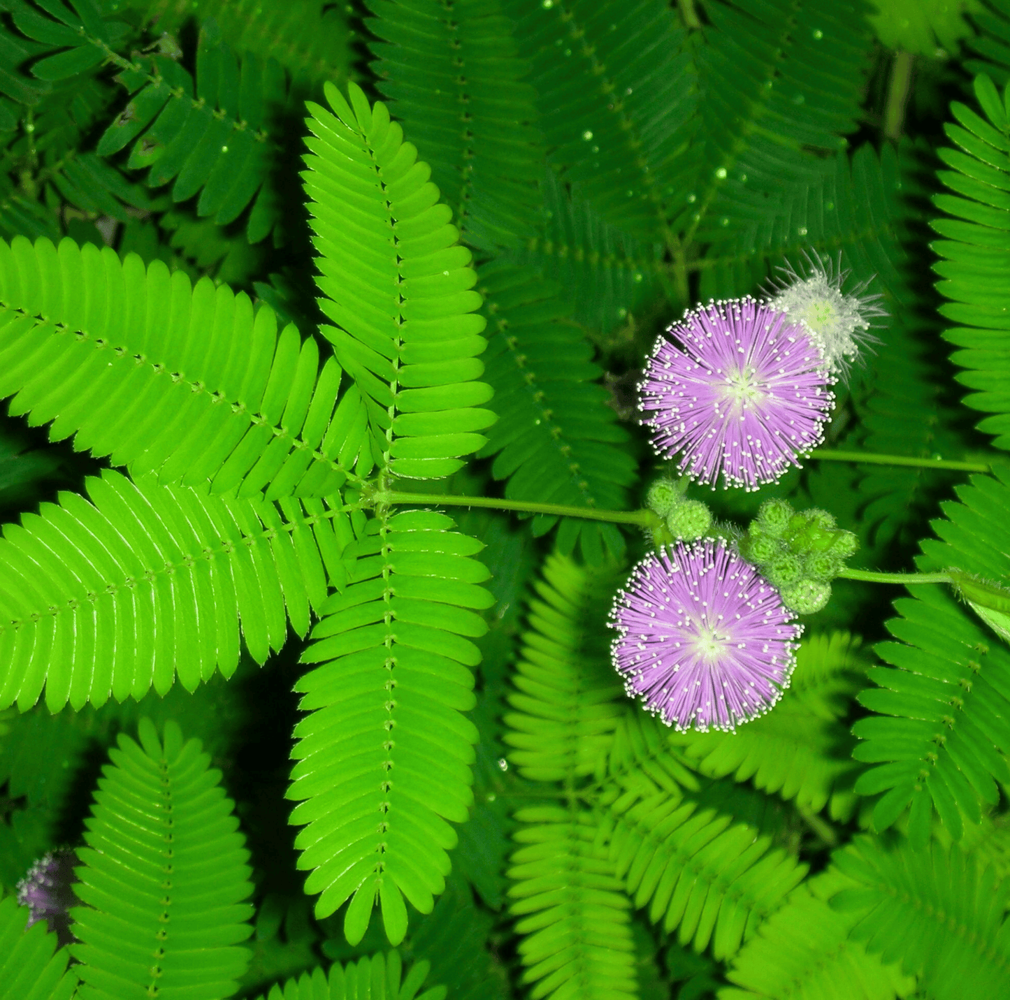 Sensitive Plant Mimosa – 50 Seeds