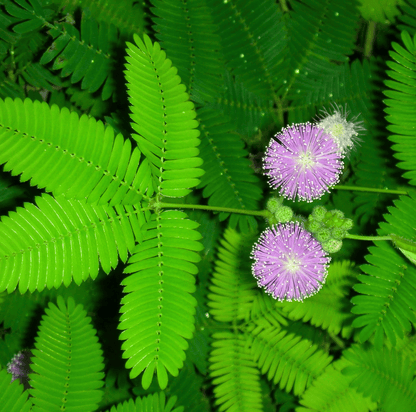 Sensitive Plant Mimosa – 50 Seeds