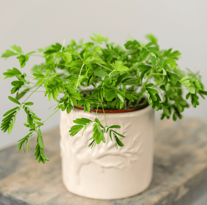 Sensitive Plant Mimosa – 50 Seeds