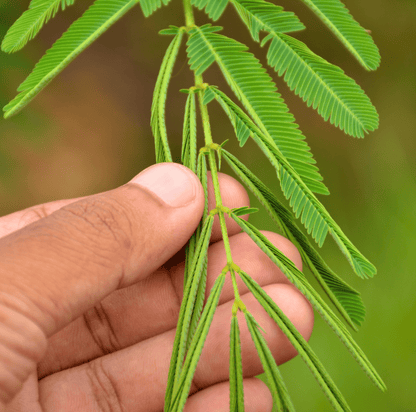 Sensitive Plant Mimosa – 50 Seeds
