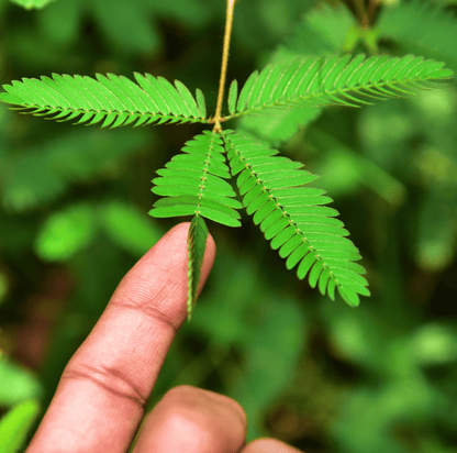Sensitive Plant Mimosa – 50 Seeds