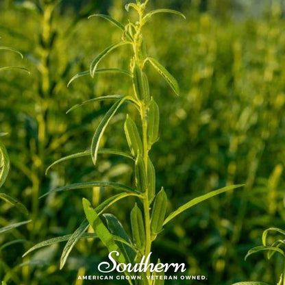 Black Sesame – 500 Seeds