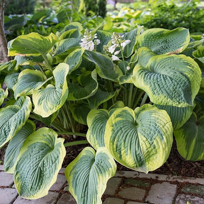Earth Angel Hosta Seeds