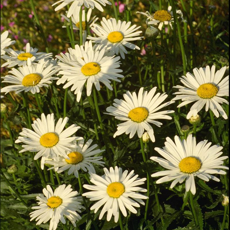 Daisy, Shasta (1/4 lb)