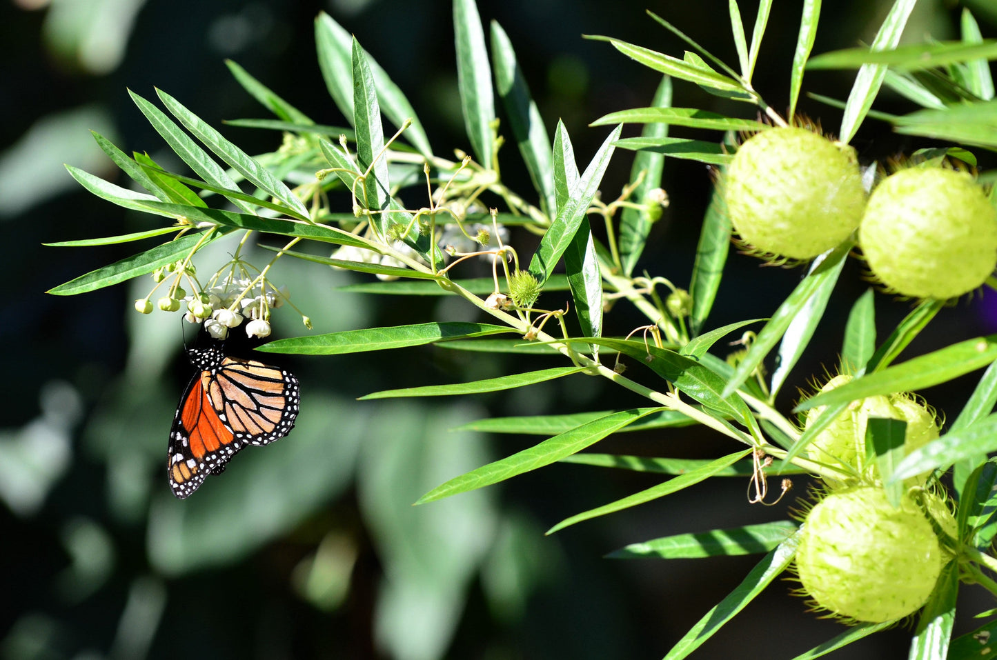 10 Balloon Milkweed (Asclepias Gomphocarpus Physocarpus) Seeds